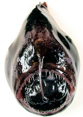 Melanocetus johnsoni_03.jpg